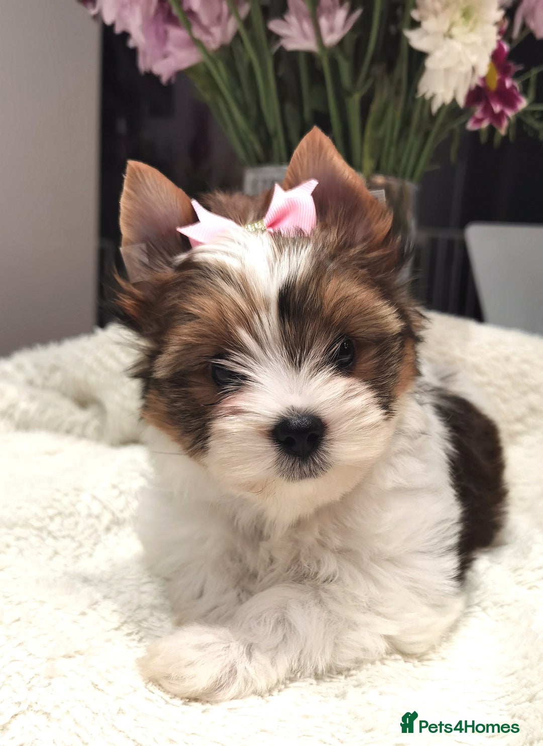 Yorkshire Terrier dogs for sale: Very Beautiful puppies, pure yorkshire terriers  - Advert 21