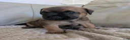 Mixed Breed dogs for sale: Border Terrier x Patterdale  in Leicester - Advert 2