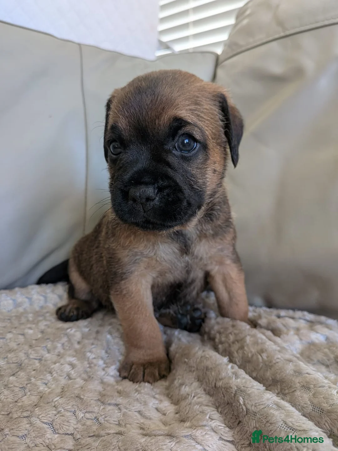 Mixed Breed dogs for sale: Border Terrier x Patterdale  in Leicester - Advert 2