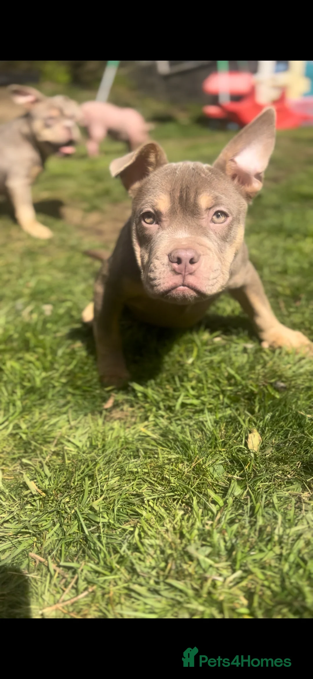 Mixed Breed dogs for sale: Adorable Frenchie x Pocket Bully Pups  in Swansea - Advert 1