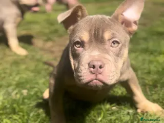 Mixed Breed dogs Adorable Frenchie x Pocket Bully Pups - Advert 1