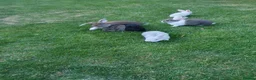 Mixed Breed rabbits for sale: Rabbits for sale  - Advert 5