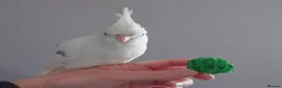 Cockatiels birds for sale: Hand reread silly tame DNA sexed baby cockatiels  - Advert 18