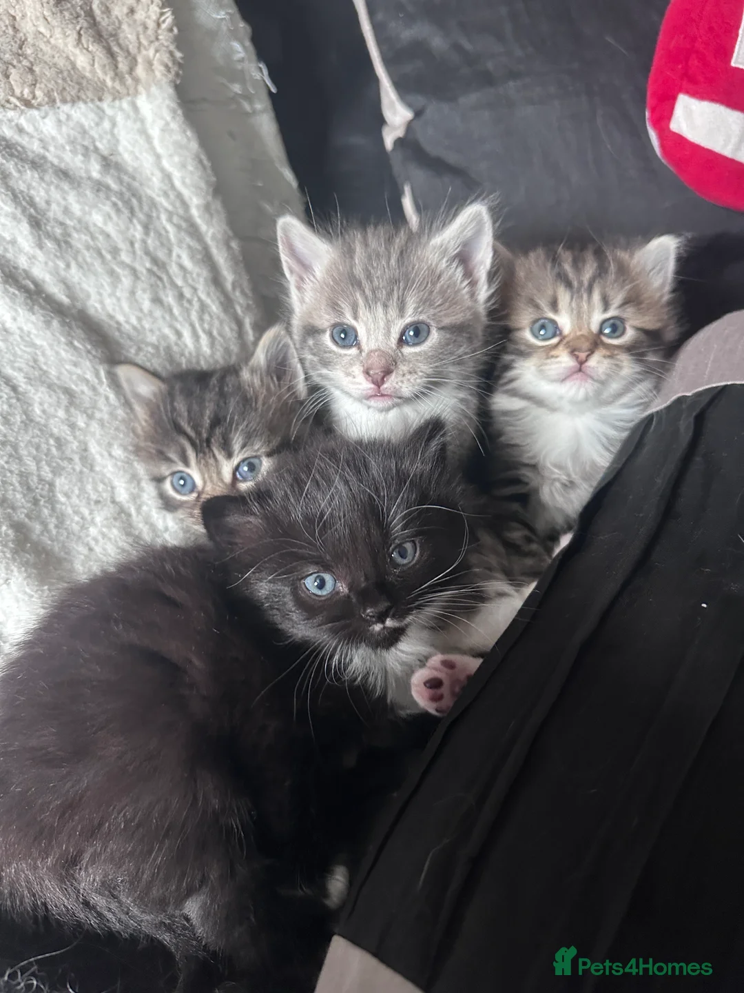 Mixed Breed cats for sale: 4 super friendly Kittens. - Advert 1