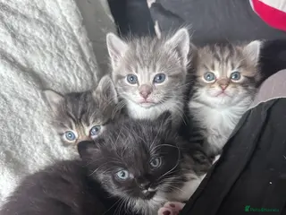 Mixed Breed cats 4 super friendly Kittens. - Advert 1
