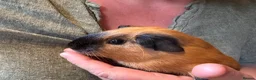 Guinea Pig rodents for sale: female Guineapigs   - Advert 4