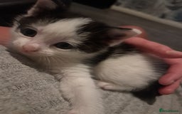 Domestic Shorthair cats for sale: 2 female kittens  - Image 5
