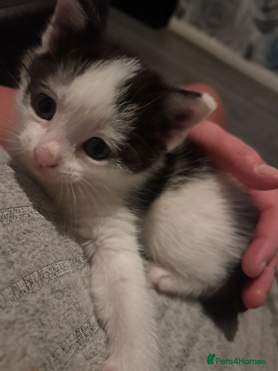 Domestic Shorthair cats for sale: 2 female kittens  - Image 5
