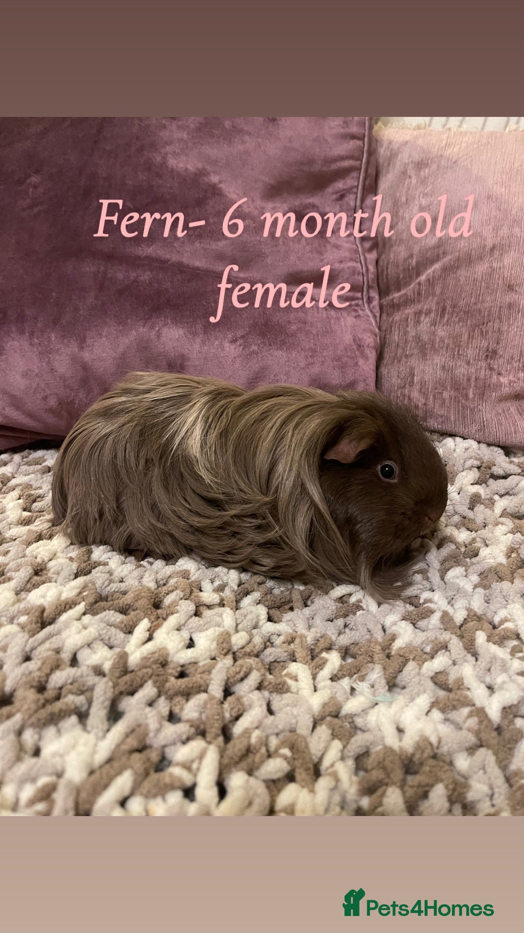 Guinea Pig rodents for sale: Guinea pigs for sale  - Advert 8