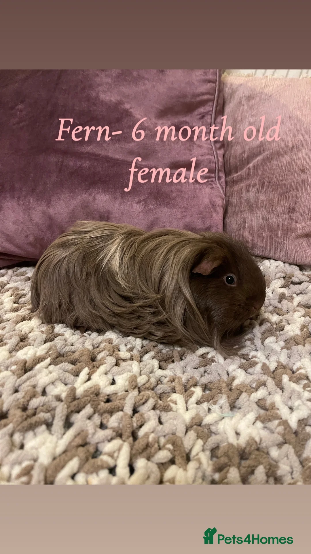 Guinea Pig rodents for sale: Guinea pigs for sale  - Advert 8