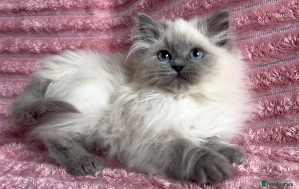 Mixed Breed cats for sale: Beautiful ragdoll x Persian kittens - Advert 11