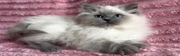 Mixed Breed cats for sale: Beautiful ragdoll x Persian kittens - Advert 1