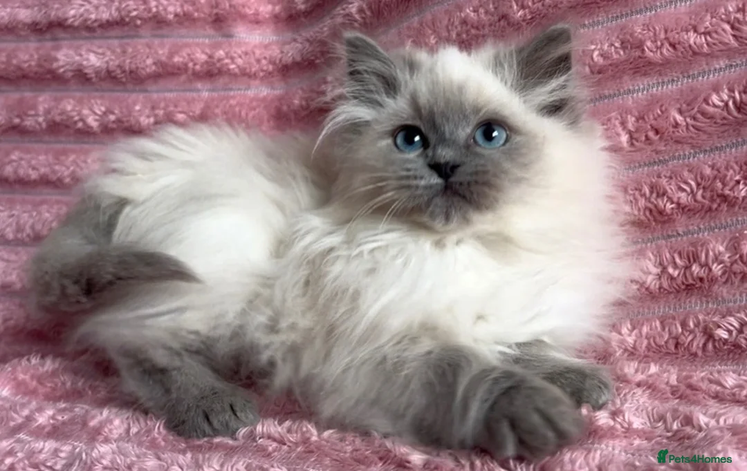 Mixed Breed cats for sale: Beautiful ragdoll x Persian kittens - Advert 1