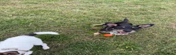 Jack Russell dogs for sale: 2 wired haired Jack Russels - Advert 4