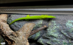 Gecko reptiles for sale: Unsexed CB24 Giant day Gecko  with terrarium  - Image 2