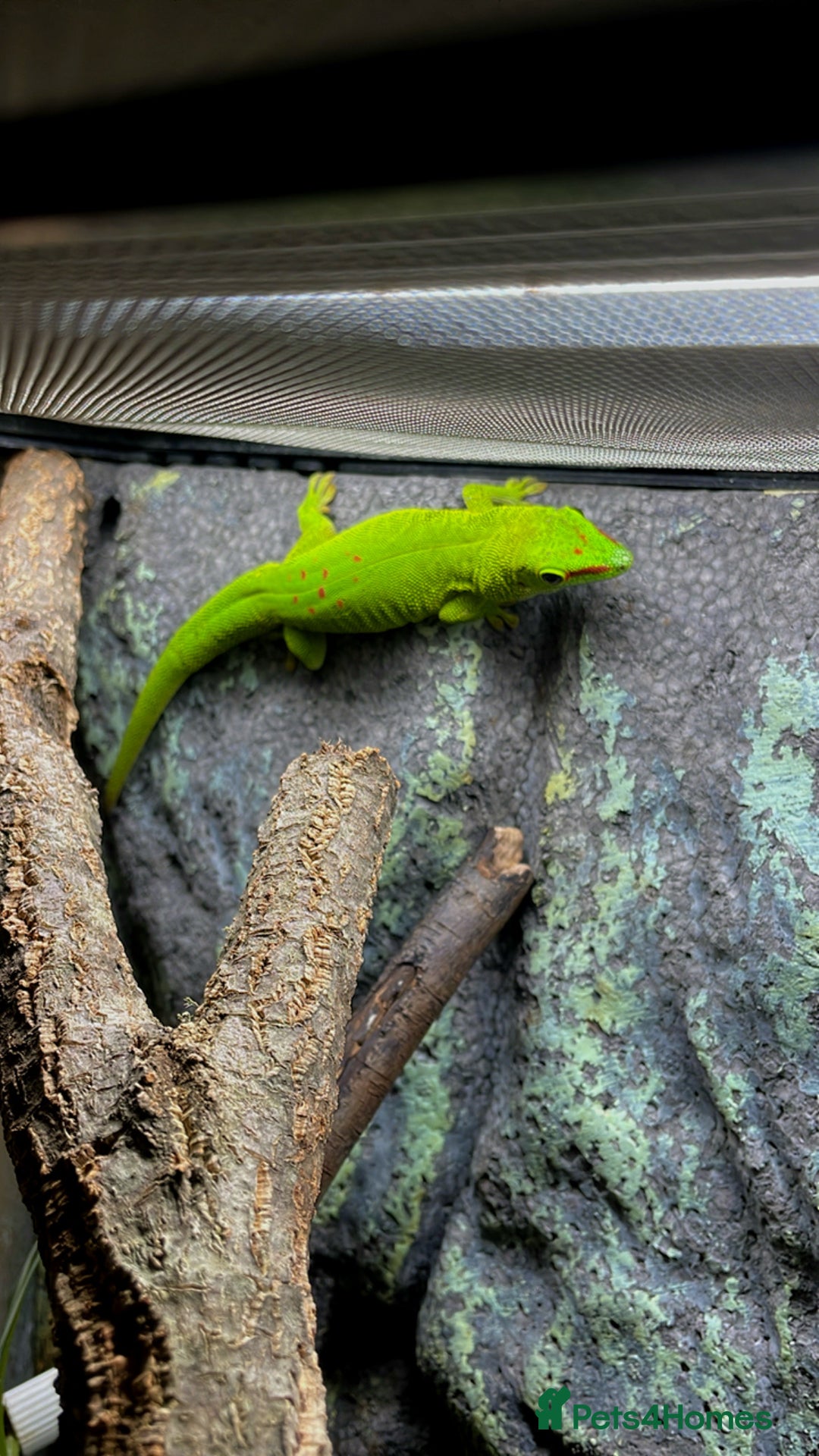 Gecko reptiles for sale: Unsexed CB24 Giant day Gecko  with terrarium  - Image 2