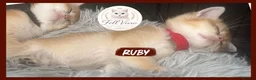 British Shorthair cats for sale:  Beautiful BSH Pedigree Kittens • Ready July 7th - Advert 6
