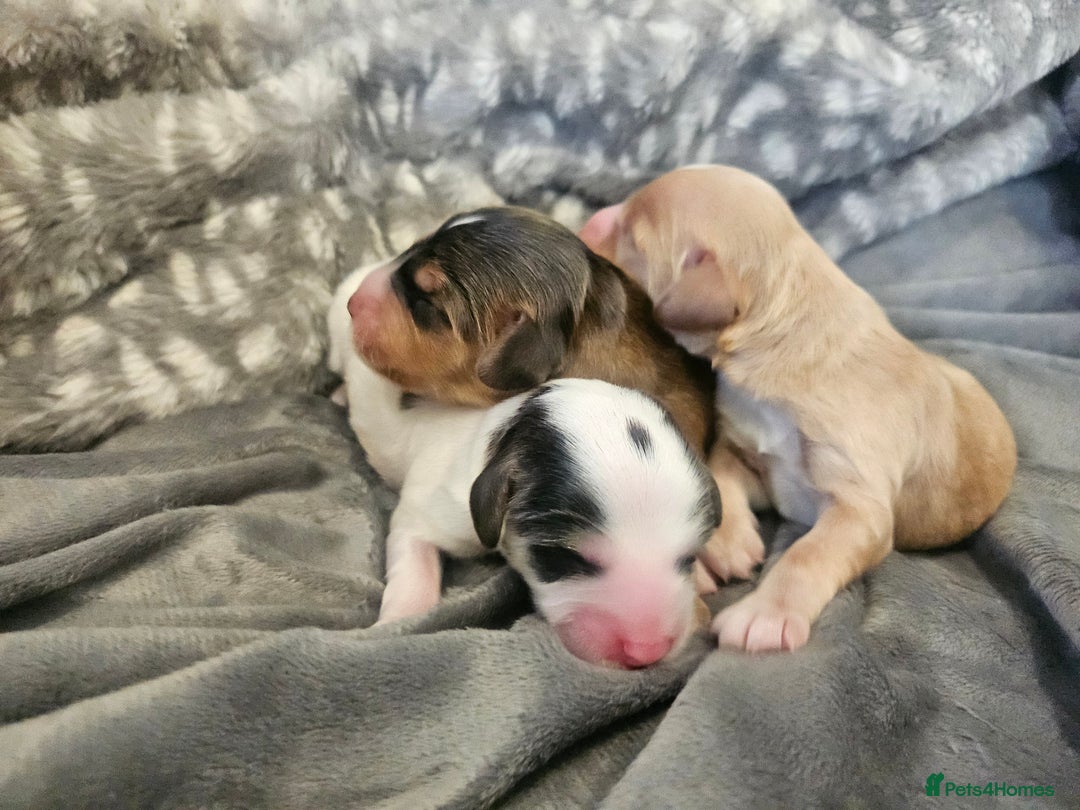 Cockapoo dogs for sale:  7 week old Cockapoos 2 girls ( both sold)  1 boy  - Image 17