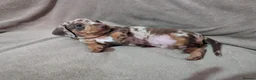 Miniature Dachshund dogs for sale: Miniature Dachsund - Advert 3