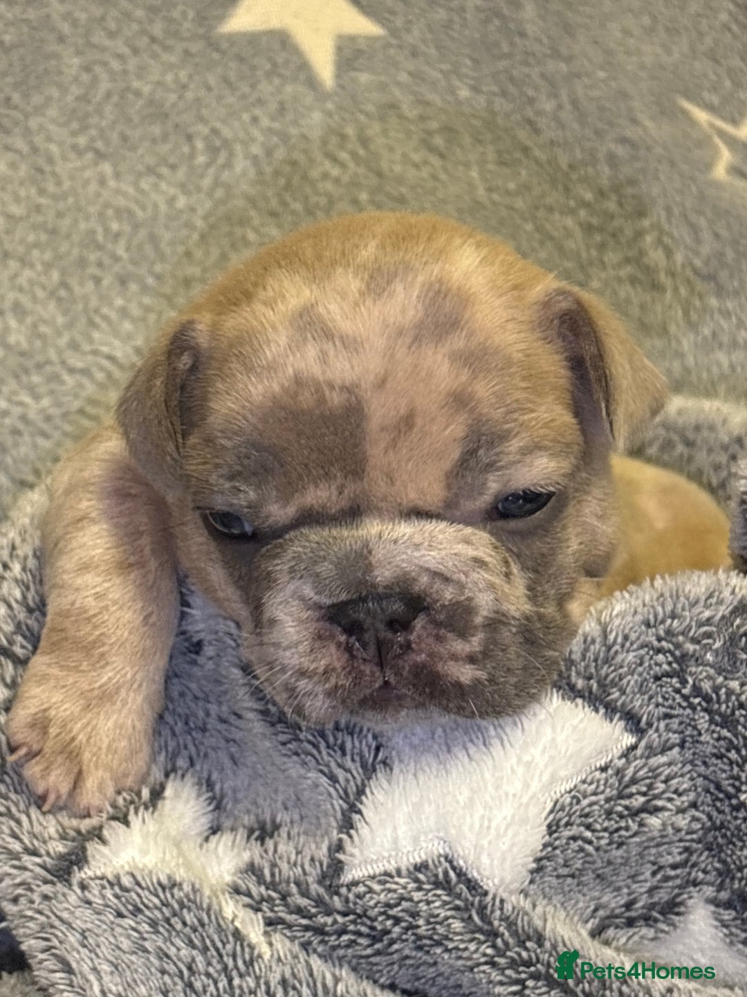 French Bulldog dogs for sale: FRENCH-BULLDOG LITTER  - Advert 24