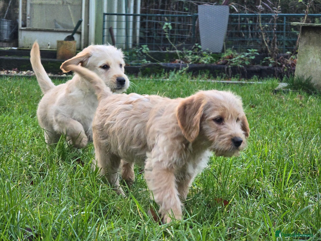 Labradoodle dogs for sale: F1 MINI LABRADOODLES ready to leave 3rd dec  - Advert 40