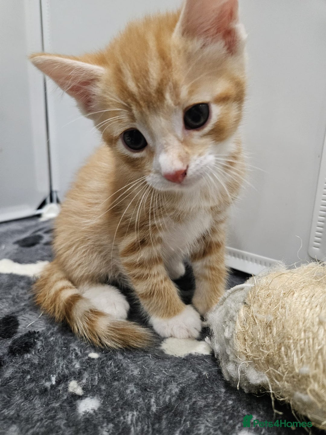 Mixed Breed cats for sale: Lovely kittens for sale  - Image 14