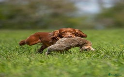 Cocker Spaniel dogs for sale: Beautiful working cocker spaniels  - Image 9