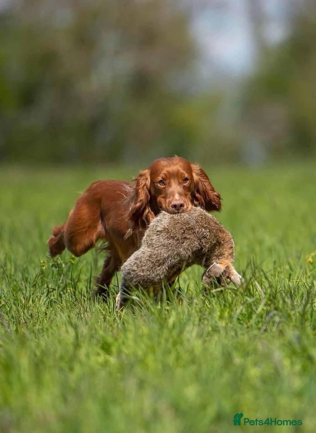 Cocker Spaniel dogs for sale: Beautiful working cocker spaniels  - Image 9