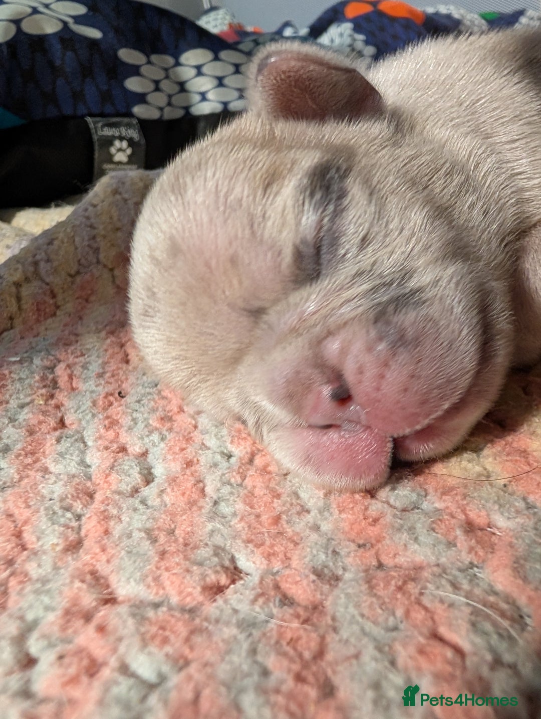 Frug dogs for sale: Beautiful litter of frugs  - Advert 14