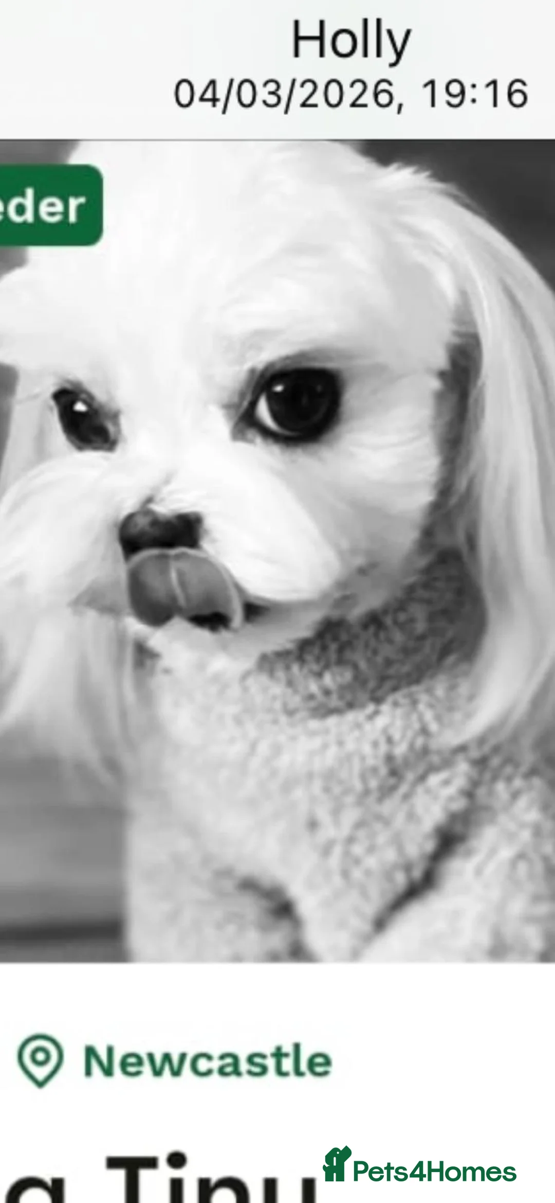 Maltipoo dogs for sale: ⭐️TINY KOREAN MALTIPOO PUPPIES⭐️ - Advert 16