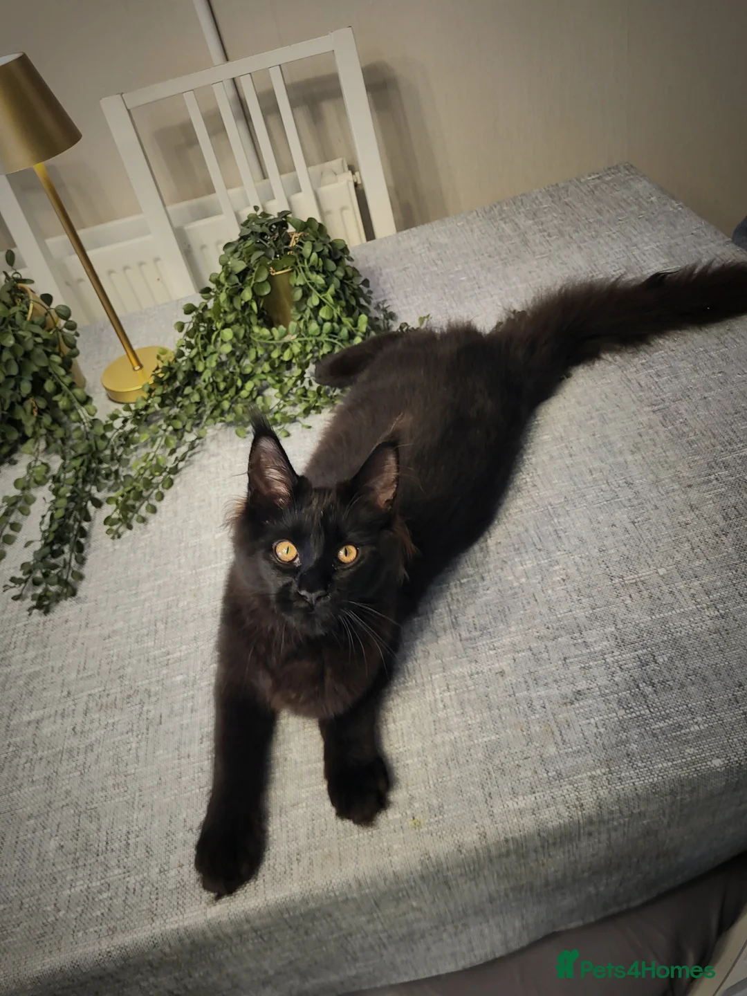 Maine Coon cats for sale: Beautiful Maine coon ready for her forever 🏡  - Advert 10