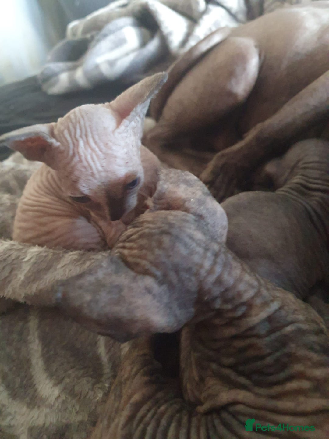Sphynx cats for sale: Sphynx kittens  - Image 3