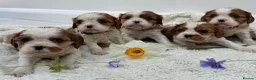Cavalier King Charles Spaniel dogs for sale: 7 adorable KC registered puppies  - Advert 9