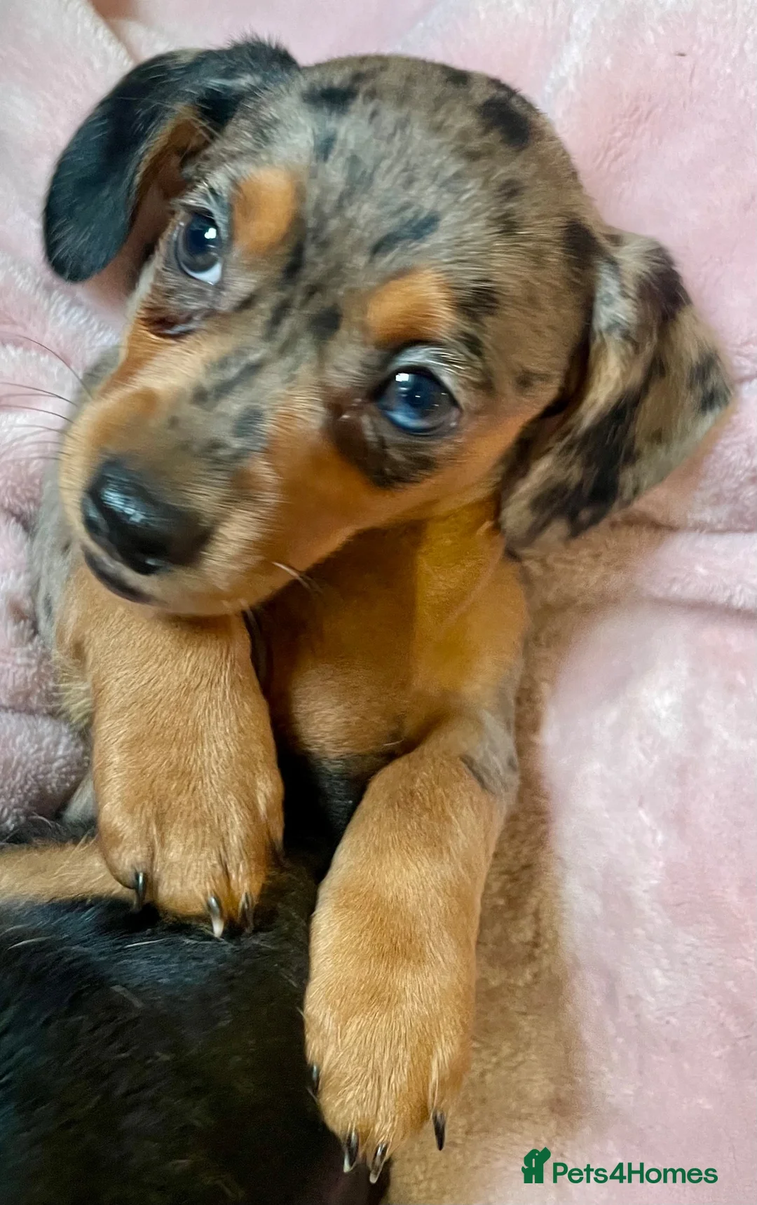 Miniature Dachshund dogs for sale: 💕 Lovely Miniature Dachshund Puppies - Advert 14