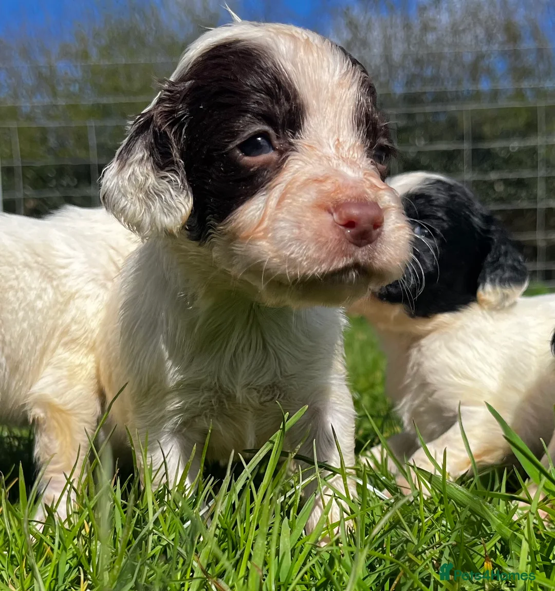 English Springer Spaniel dogs for sale: Superb litter of Springer Spaniel Pups - Advert 2