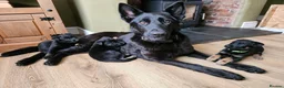 Mixed Breed dogs for sale: Kong🐾 9 month Belgian mal x dobermann x gsd in Liverpool - Advert 5