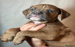 Olde English Bulldogge dogs for sale: 8 week old Olde English Bulldogges  - Advert 16