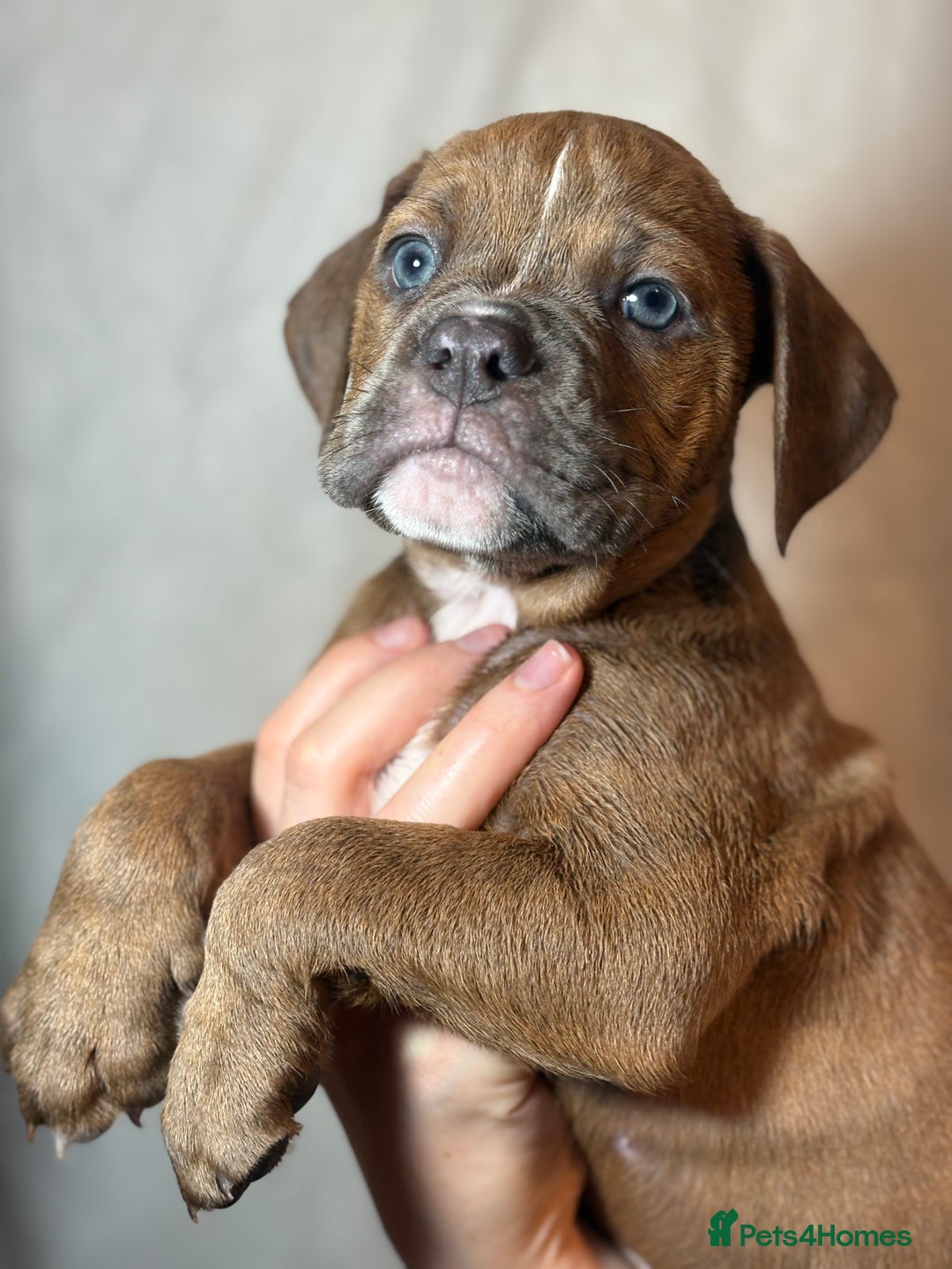 Olde English Bulldogge dogs for sale: 8 week old Olde English Bulldogges  - Advert 16