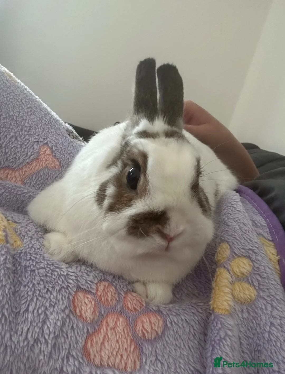 Netherland Dwarf rabbits for sale: Loving Netherland Dwarf Looking for Forever Home in Newark - Advert 2