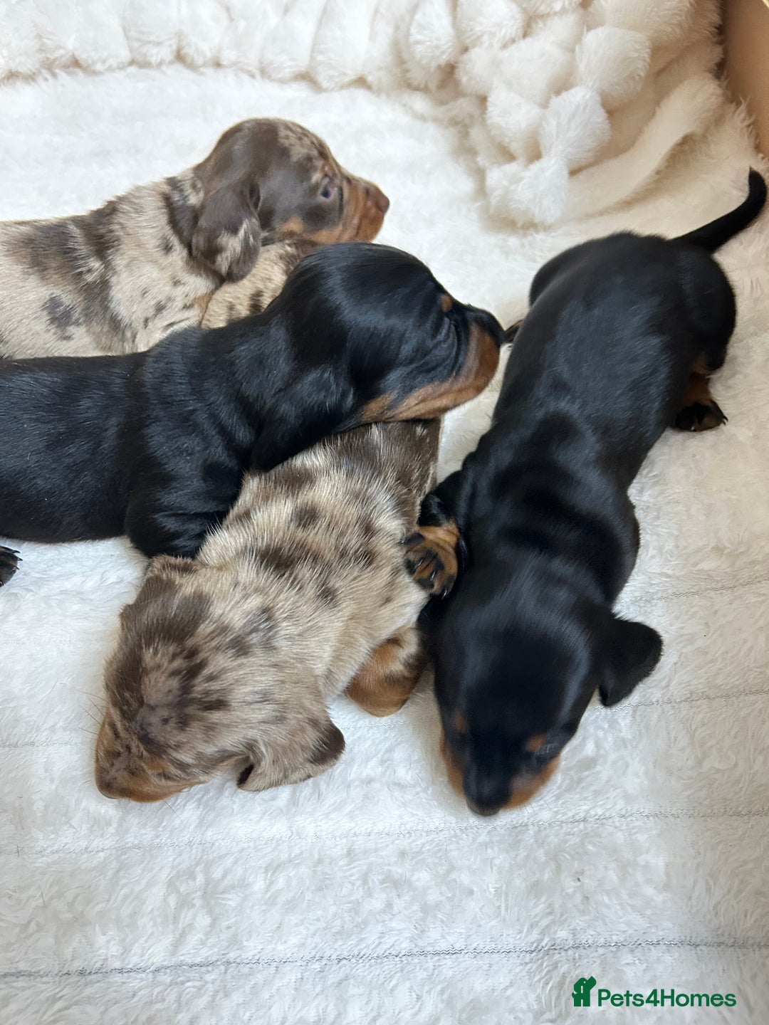 Miniature Dachshund dogs for sale: Miniature Dachshunds Ready 6th Feb  - Advert 11