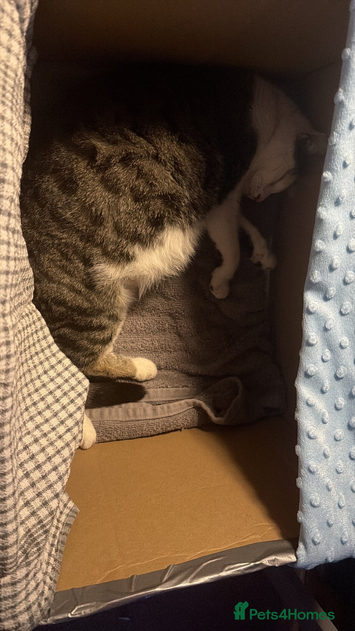 Mixed Breed cats Litter of 6 babies ready end of August - Advert 1
