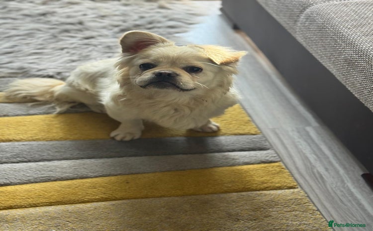 Mixed Breed dogs - Advert 3