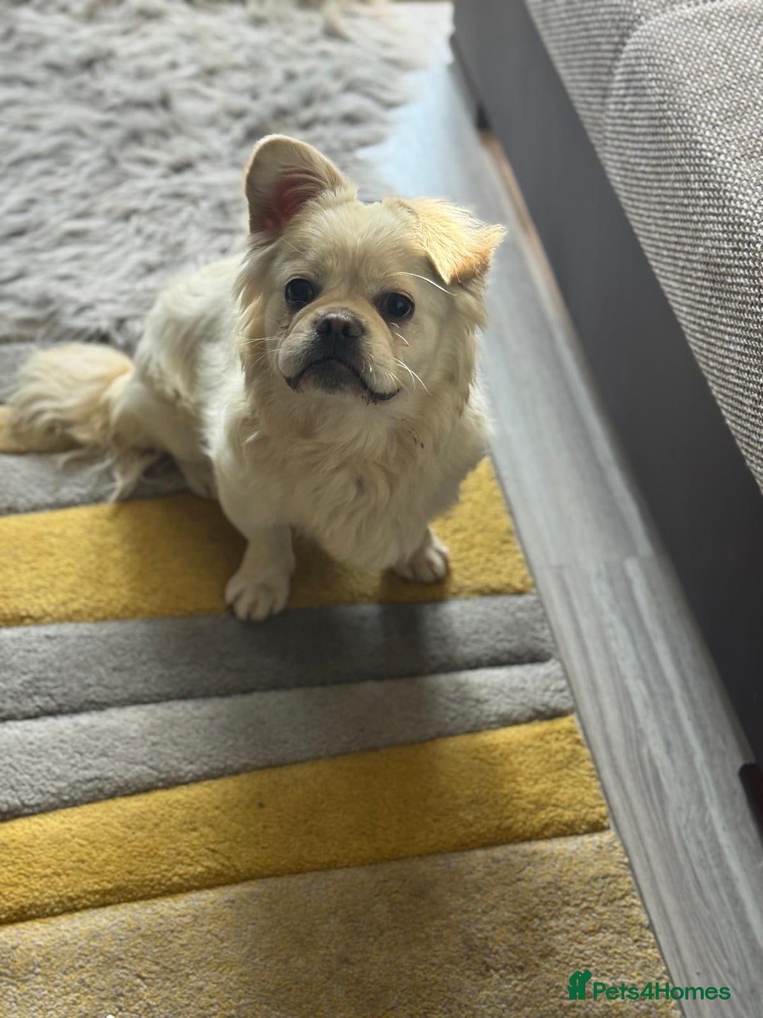 Mixed Breed dogs for adoption: Sweet Bob looking for LOVE - Image 1