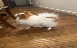 Pomeranian dogs for stud: Pomeranian Male Stud – “Oreo - Advert 5