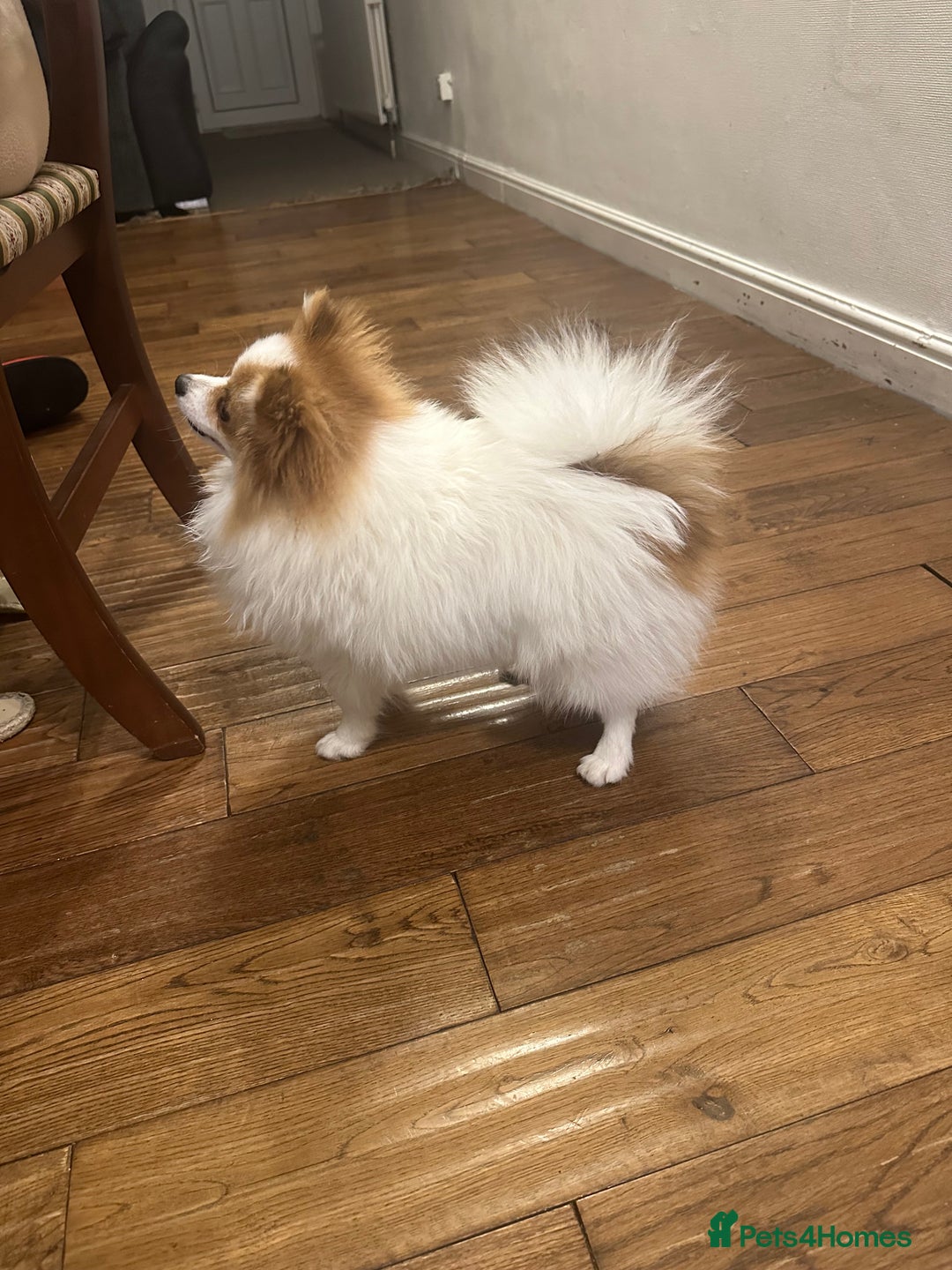 Pomeranian dogs for stud: Pomeranian Male Stud – “Oreo - Advert 5