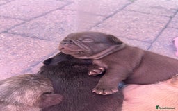 French Bulldog dogs for sale: Fluffy French bulldog puppies  - Image 7