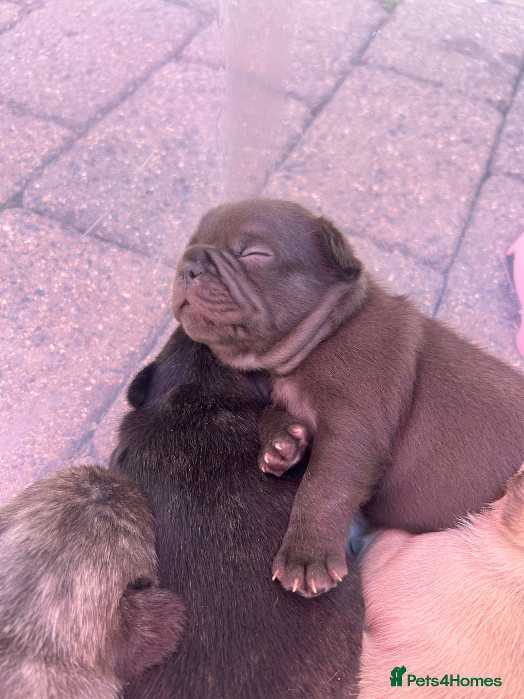 French Bulldog dogs for sale: Fluffy French bulldog puppies  - Image 7