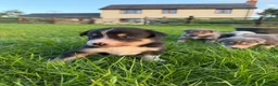 Mixed Breed dogs for sale: Huntaway x collie pups - Advert 10