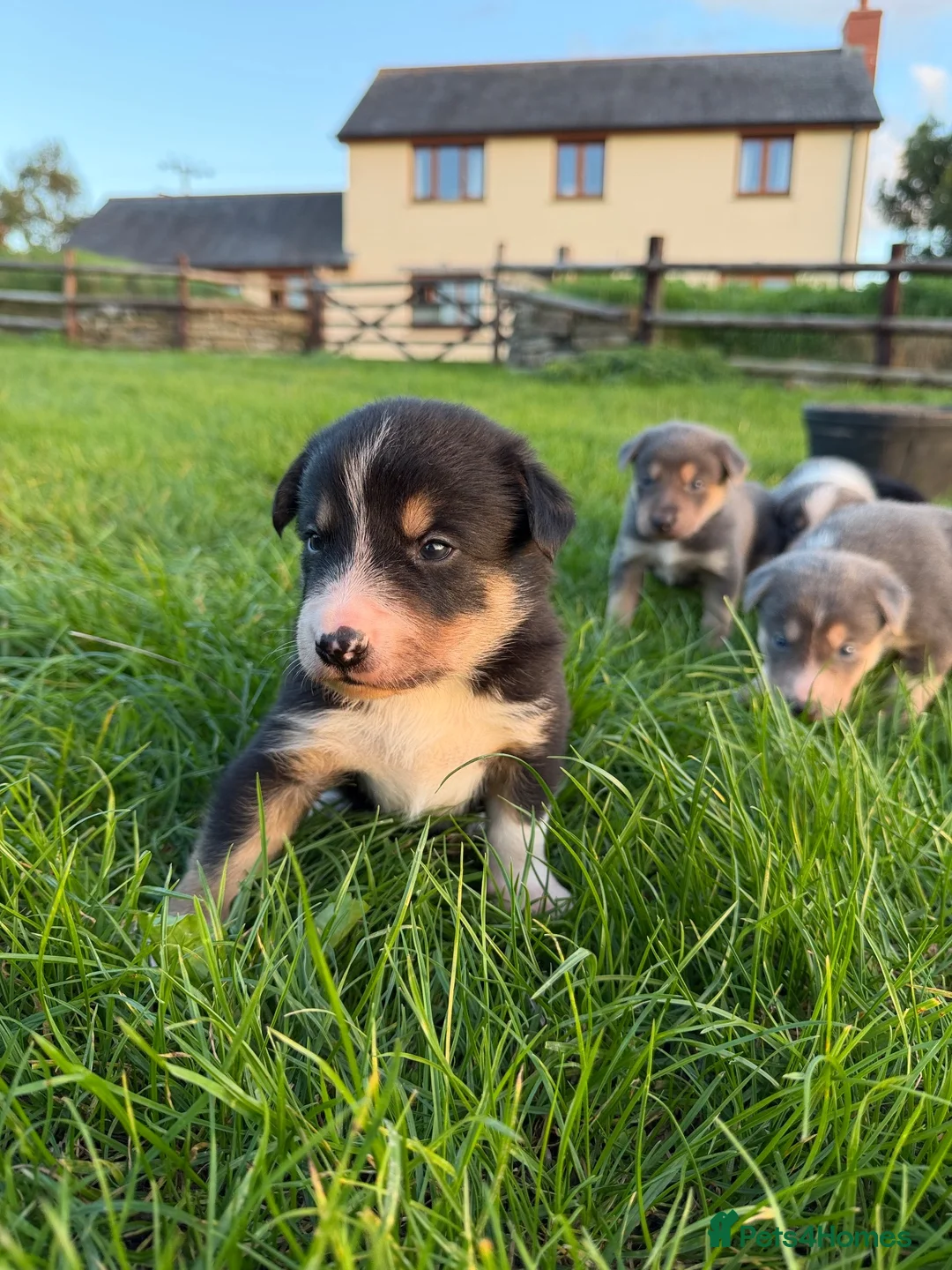 Mixed Breed dogs for sale: Huntaway x collie pups - Advert 10