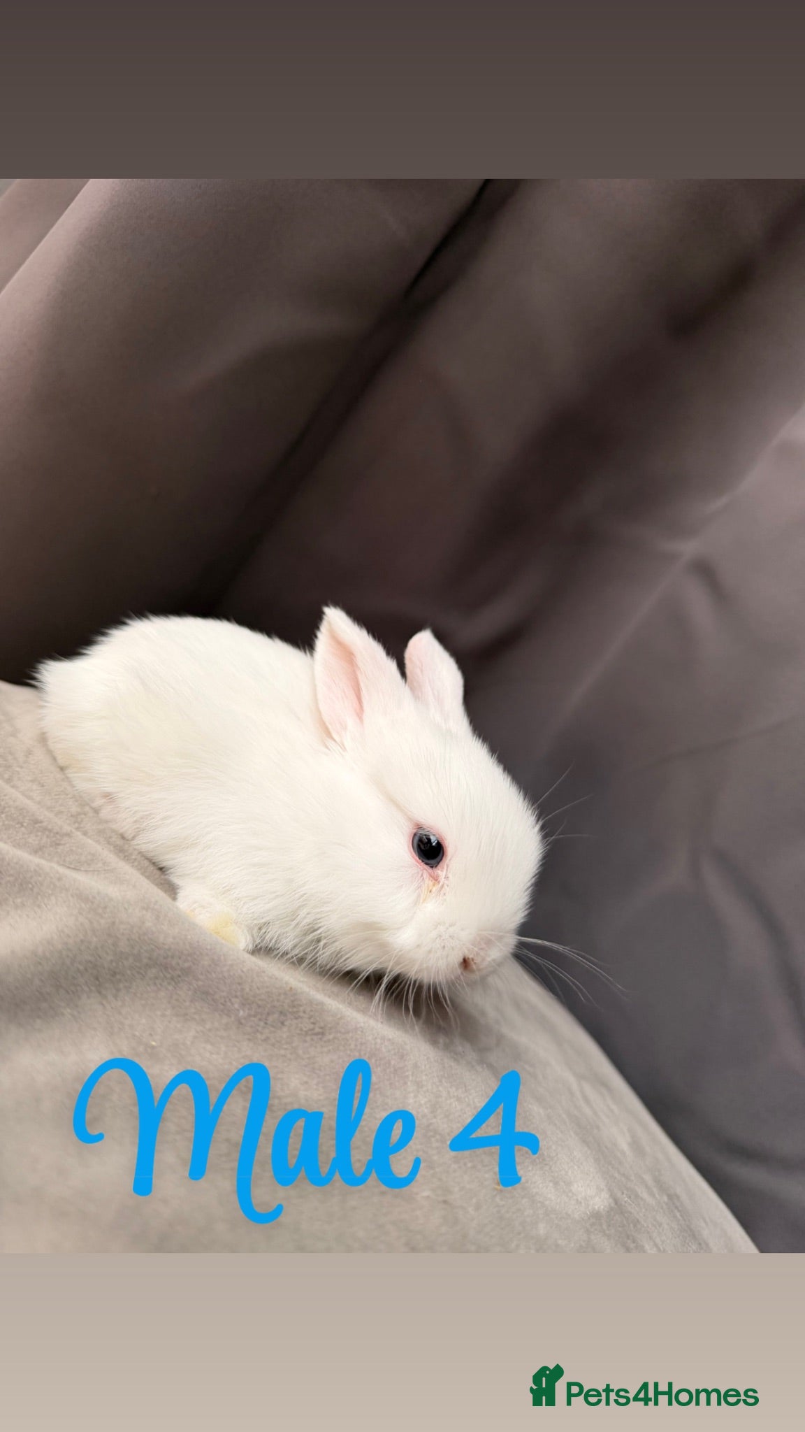 Mini Lop rabbits Bunnies ready next weekend  - Advert 1
